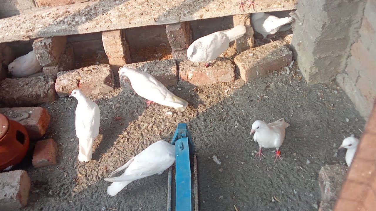 Papa bacche udaye tevar De kabutar bhi bacche 7:00 udaye  5:00 baith Gaye