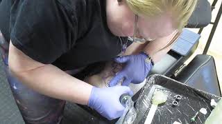 A Rookie's Mistake; Part 1: [Speed-run] Chibiterasu Tattoo \\ May 2021