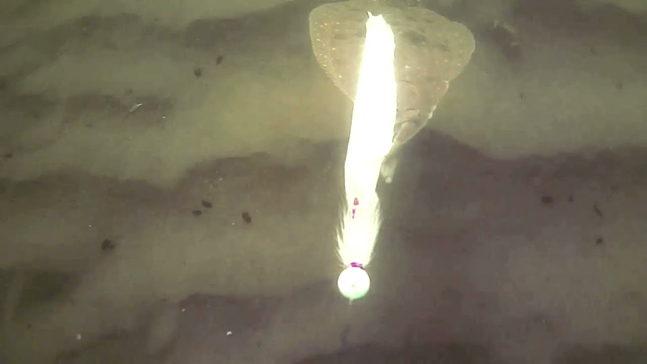 fishing flounder / fluke with the bucktails YouTube