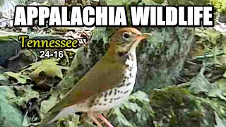 Appalachia Wildlife Video 2416 of As The Ridge Turns in the Foothills of the Smoky Mountains