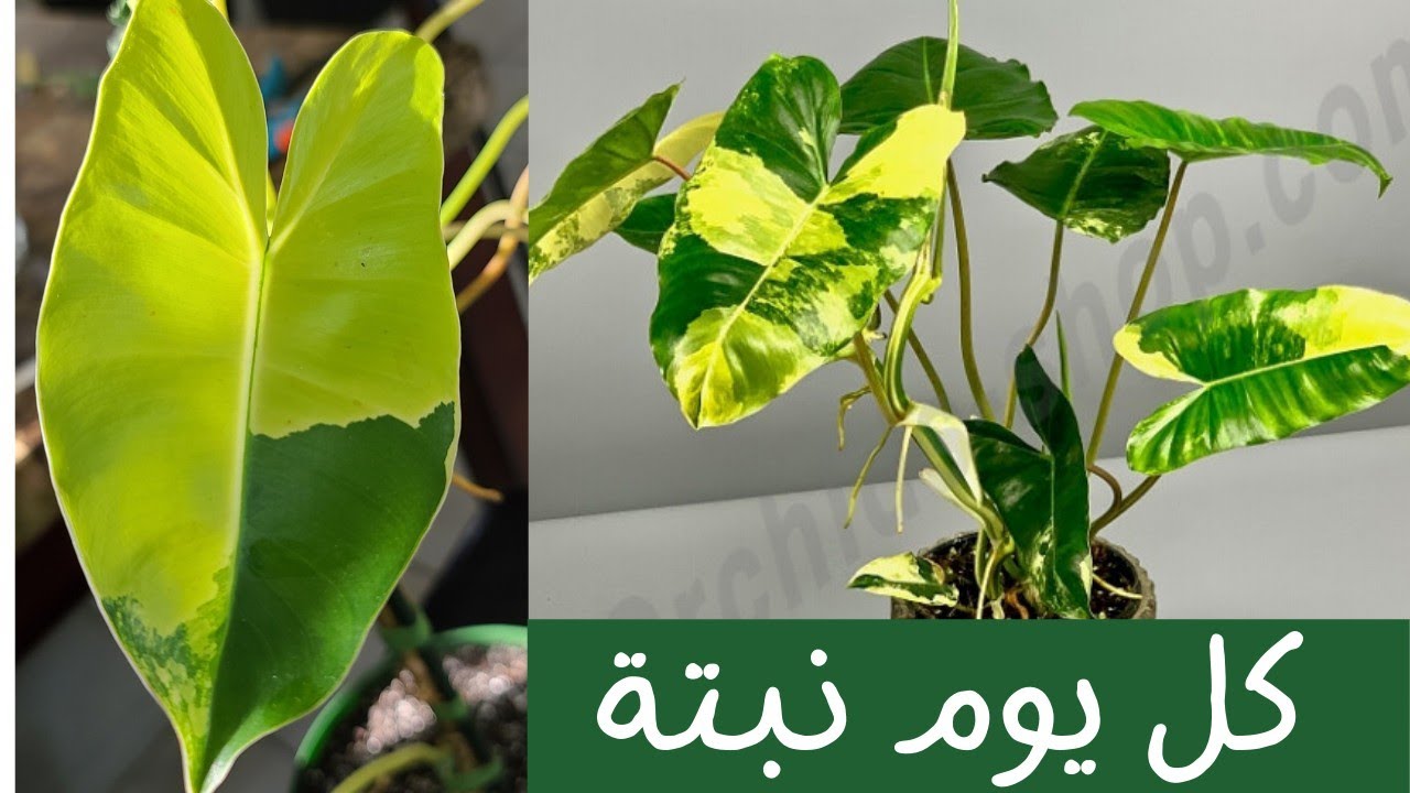 كل يوم نبتة الحلقة 47 فيلودندرون One lant a day : Philodendron Burle marx variegated