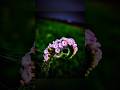 How to click flower photography tips &amp; tricks 📸🌸 #shorts #flowers #photography #nature #tips