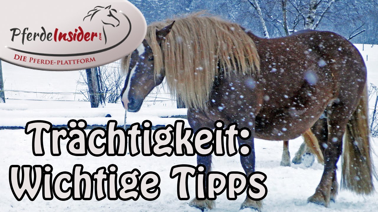 Trachtigkeit Pferd Rechner