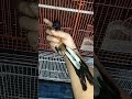 turun lagi murai muda hutan body big 300 ekor lebih di kios Fathoni bird shop, no ADM 082125753673