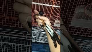 turun lagi murai muda hutan body big 300 ekor lebih di kios Fathoni bird shop, no ADM 082125753673