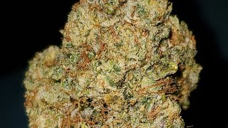 CAKE FROST STRAIN WAKE AND BAKE STYLE