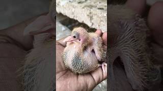kalsira baby#pigeon baby#growth #pigeonlover #kabootarba #kalsira#viral #shortvideo #youtubeshorts