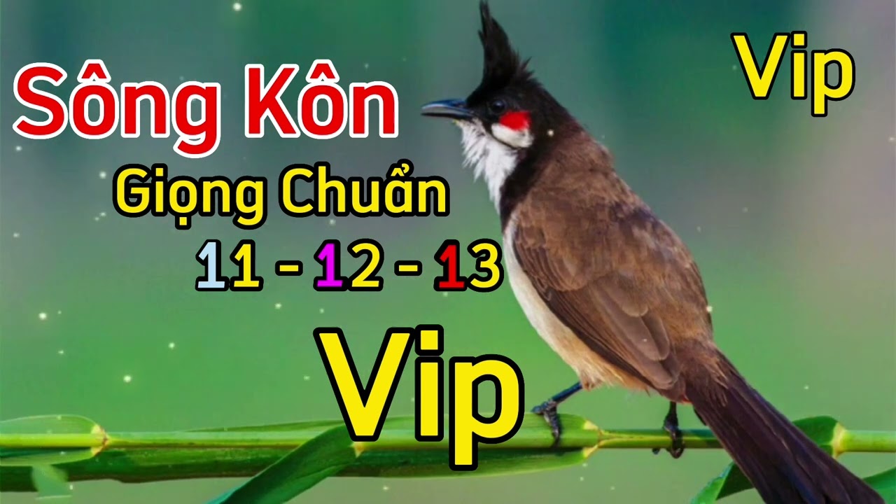 Chào Mào SÔNG KÔN, Luyện Chào Mào Học Giọng Sông Kôn Chuẩn Không Tạp Âm