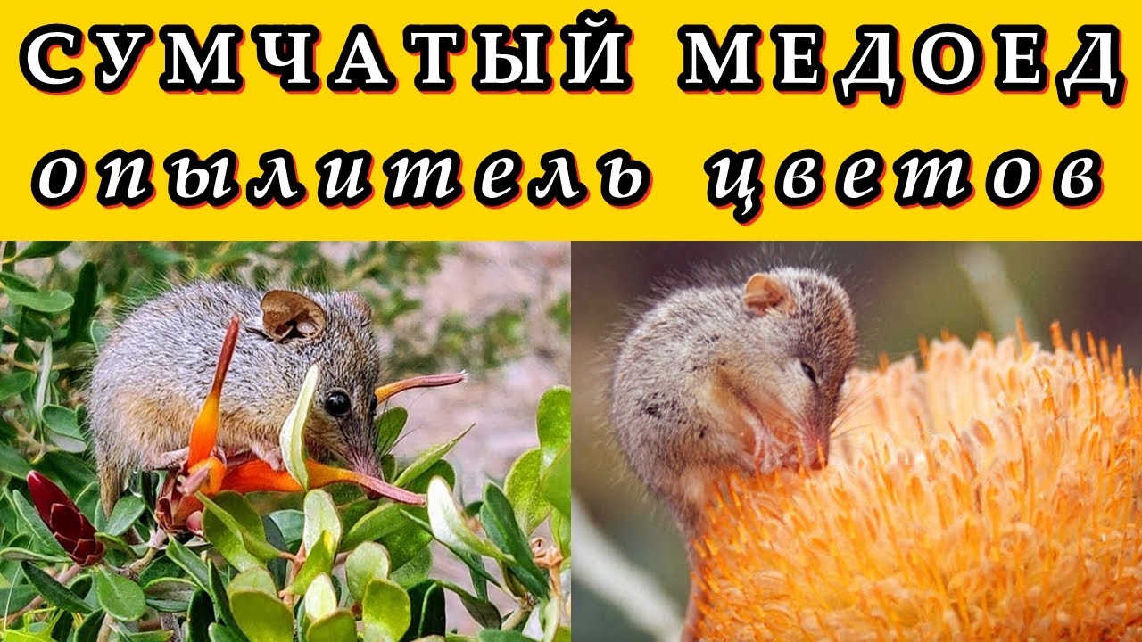 СУМЧАТЫЙ МЕДОЕД - Опылитель цветов