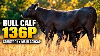 Another Woodhill Comstock Bull Calf Is Born! | Pride Ranch Calving Season 2026