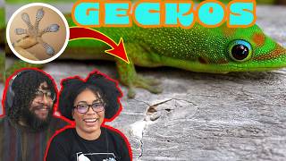 True Facts About Geckos! | ZeFrank Reaction