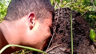 Enfiando A Cara No Ninho De Cupim Mimi Gato