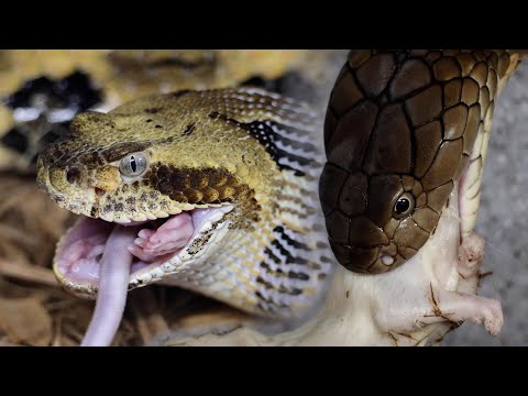 Venomous Snake Feeding