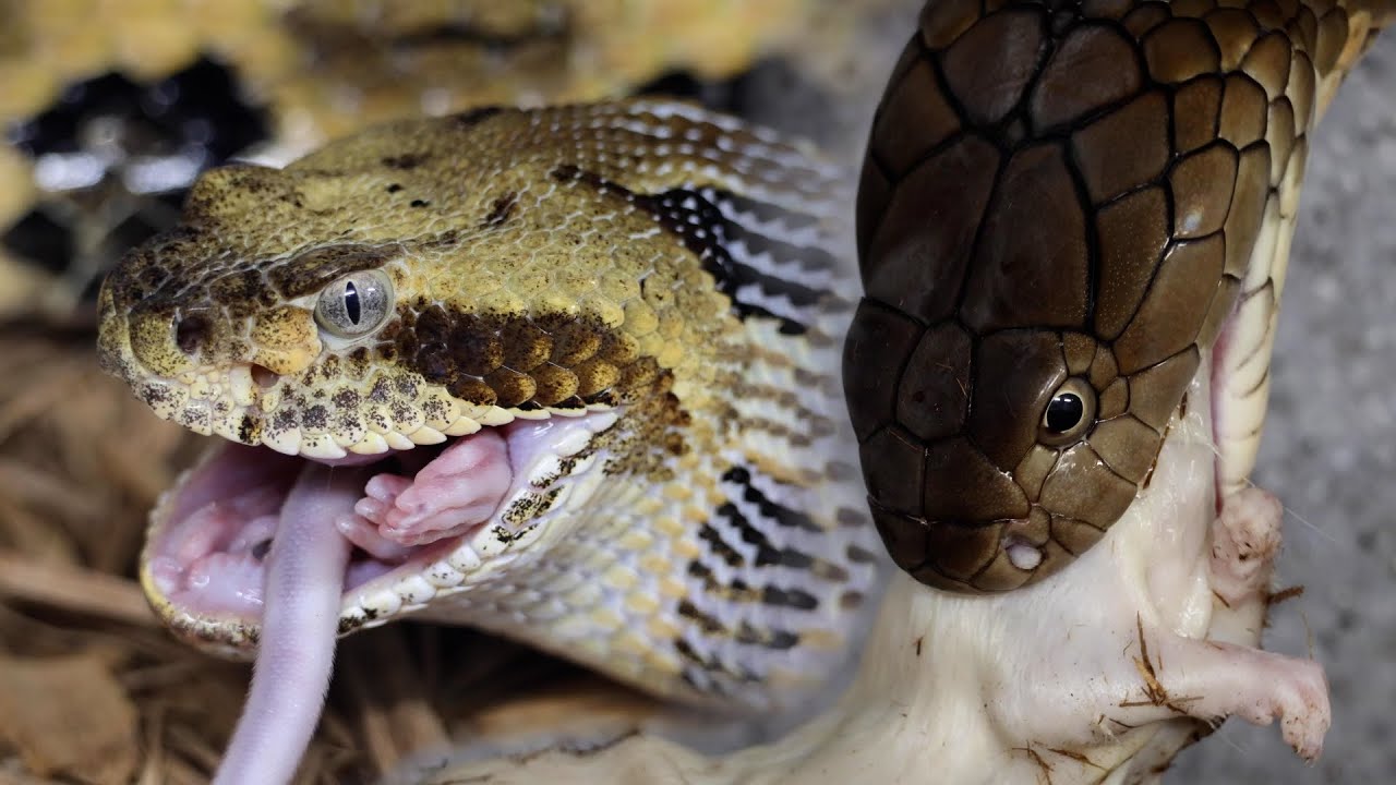 Picture Idea: Venomous Snake Feeding