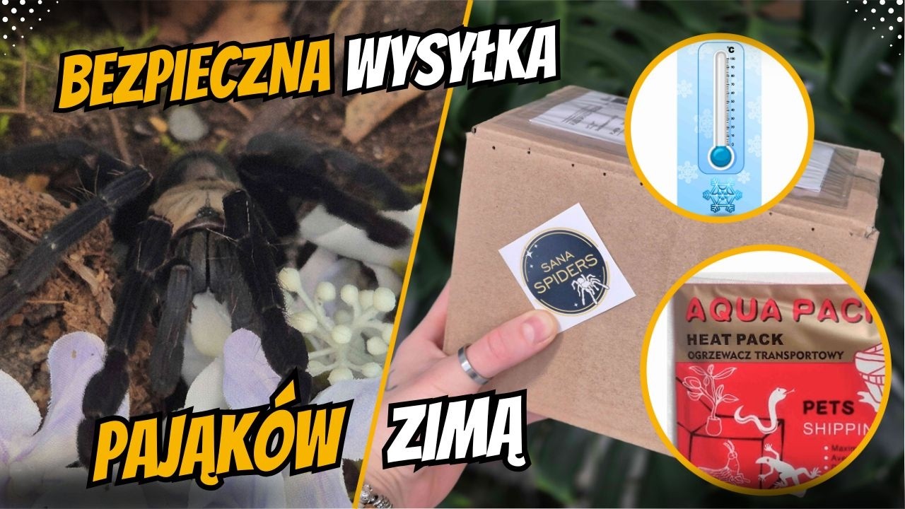 Pakowanie ptaszników ZIMĄ: Heatpack i bezpieczna wysyłka | KROK PO KROKU
