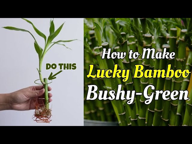How to Make Your Lucky Bamboo LUSH, Bushy-Green and Thriving - YouTube