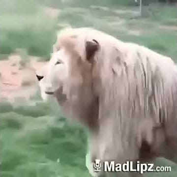 Singa lucu bisa ngomong minta gaji..