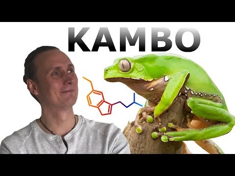 How to do Kambo - medicinal frog venom detox ???? | Adeptus Psychonautica