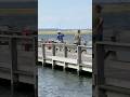 Epic Pier Fishing Battles #epicfishing #pierfishing #surfcasting #fishingvideo #fishingshorts #pier