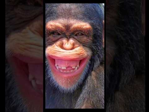 Try Not to laugh challenge 😂 #funny #viral #short