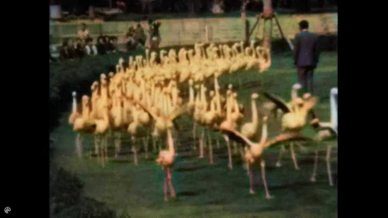 【昔の映像@カラー処理】昭和４０年台の房総半島の景色映像かと。