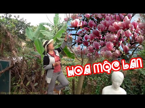 Video: Những Cây Mộc Lan Có Thể Phát Triển Ở Vùng 5: Những Cây Mộc Lan Tốt Nhất Cho Vườn Vùng 5