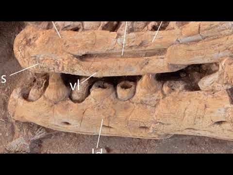 Виявлено Новий Гігантський Мозазавр у Марокко