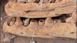 New Giant Mosasaur Species Discovered in Morocco
