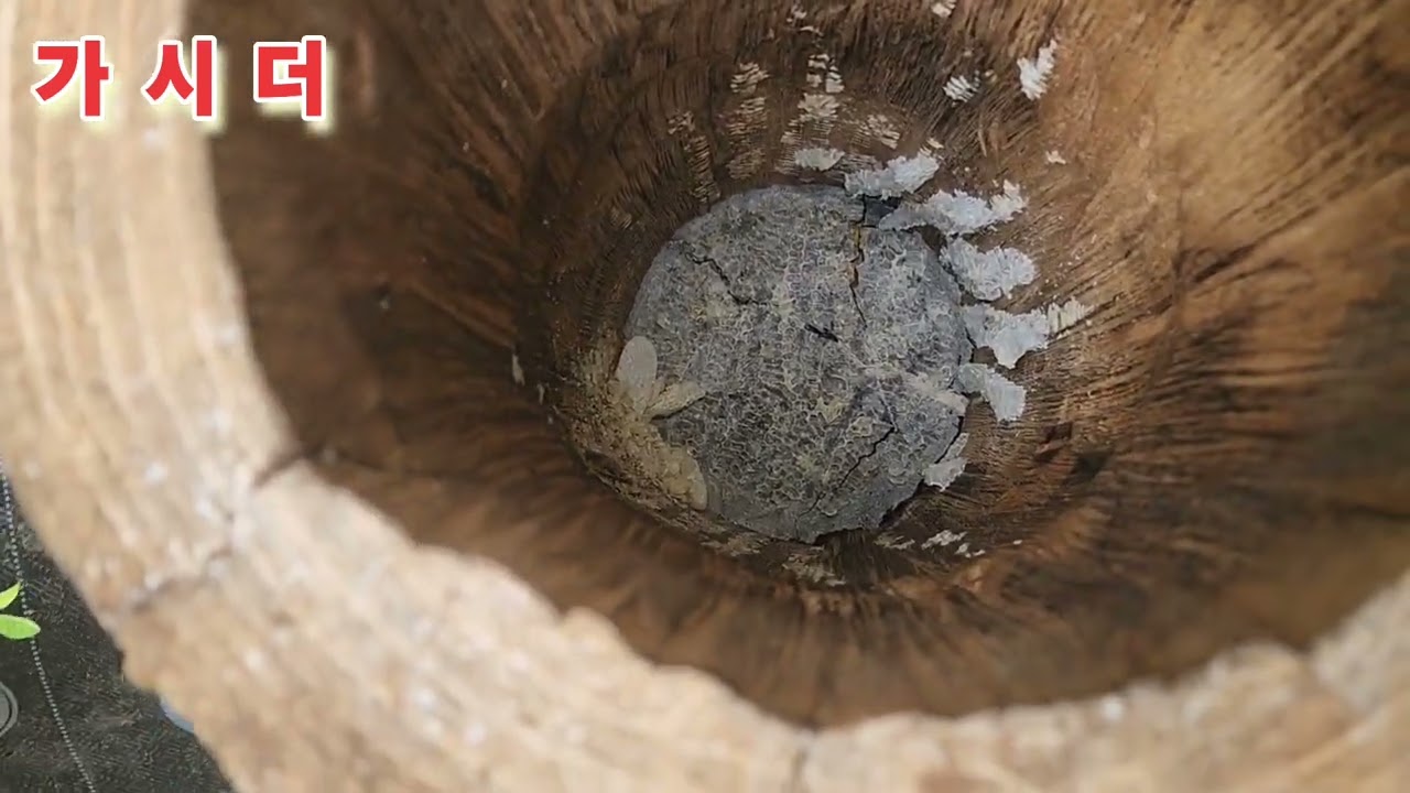 유인제 꿀막지 넣어둔 벌통은 모조리 건드리고간 네이놈들!!!!!