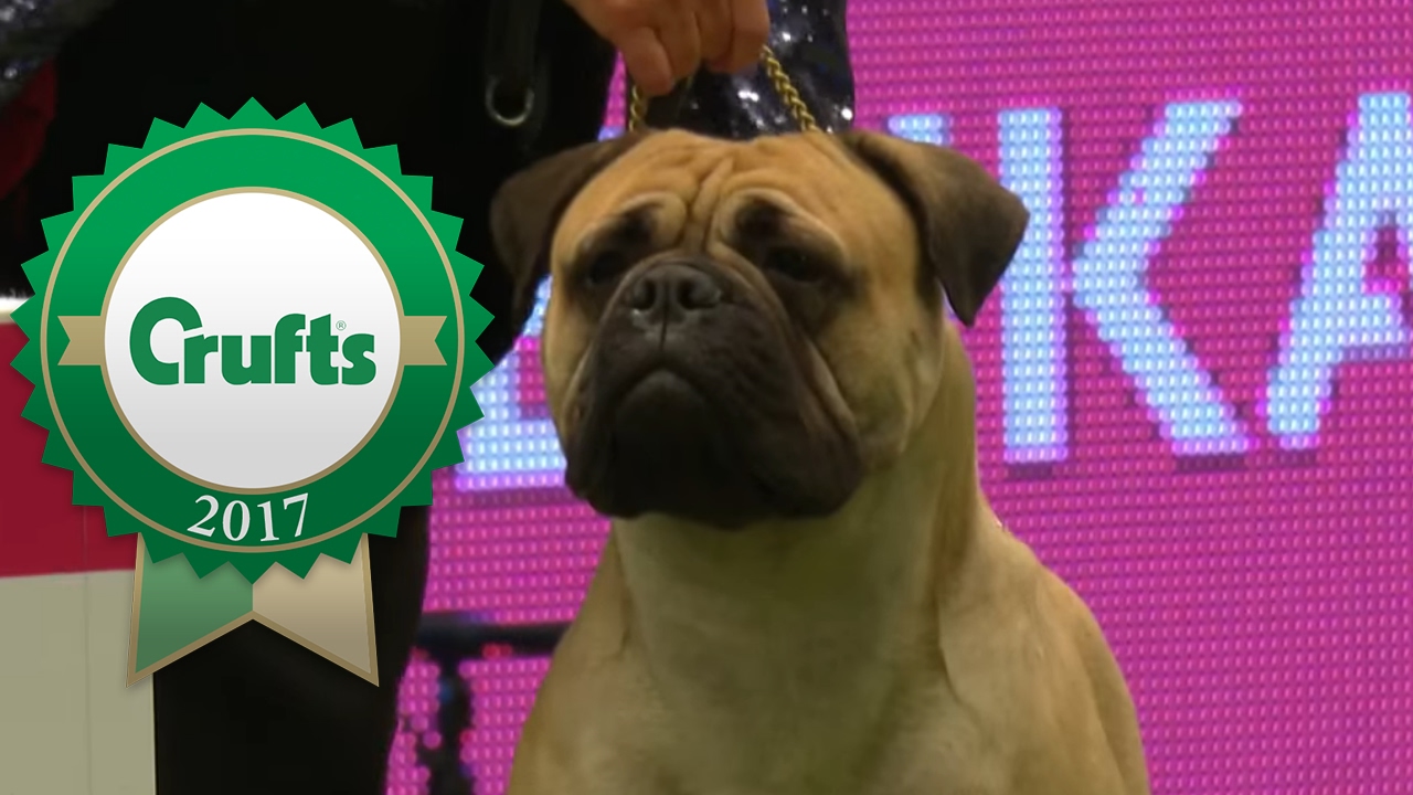 Junior Warrant Competition | Crufts 2017