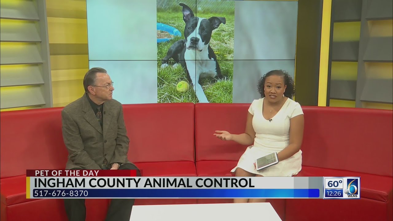 Pet of the Day Polliwog YouTube