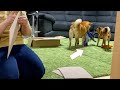 飼い主作業中の柴犬ペアの様子が可愛すぎた