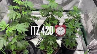 4x4 Tent Grow Series (SFV OG & Wedding Crasher)