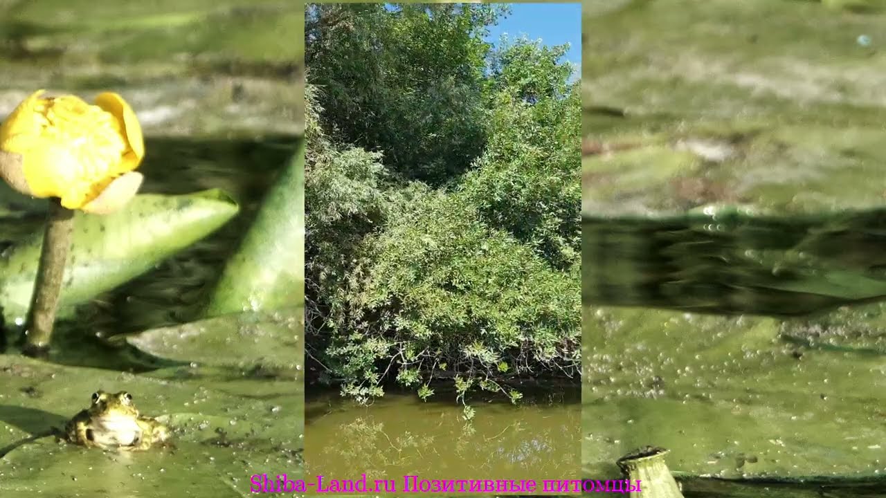Виды реки. Путешествия с сиба ину. River video. Photos and videos of birds