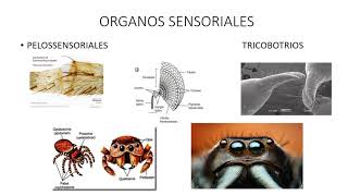 FISIOLOGIA QUELICERADOS