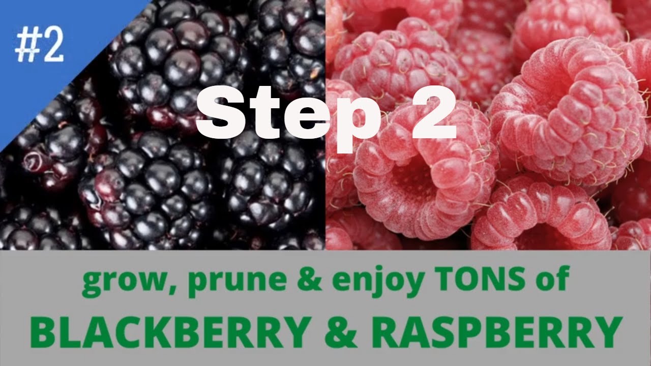 Step 2: weed and amend the soil of a Blackberry and Raspberry patch ...