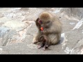 サル山:ダリアと赤ちゃん(ニホンザル)@上野動物園 - DSCN3917