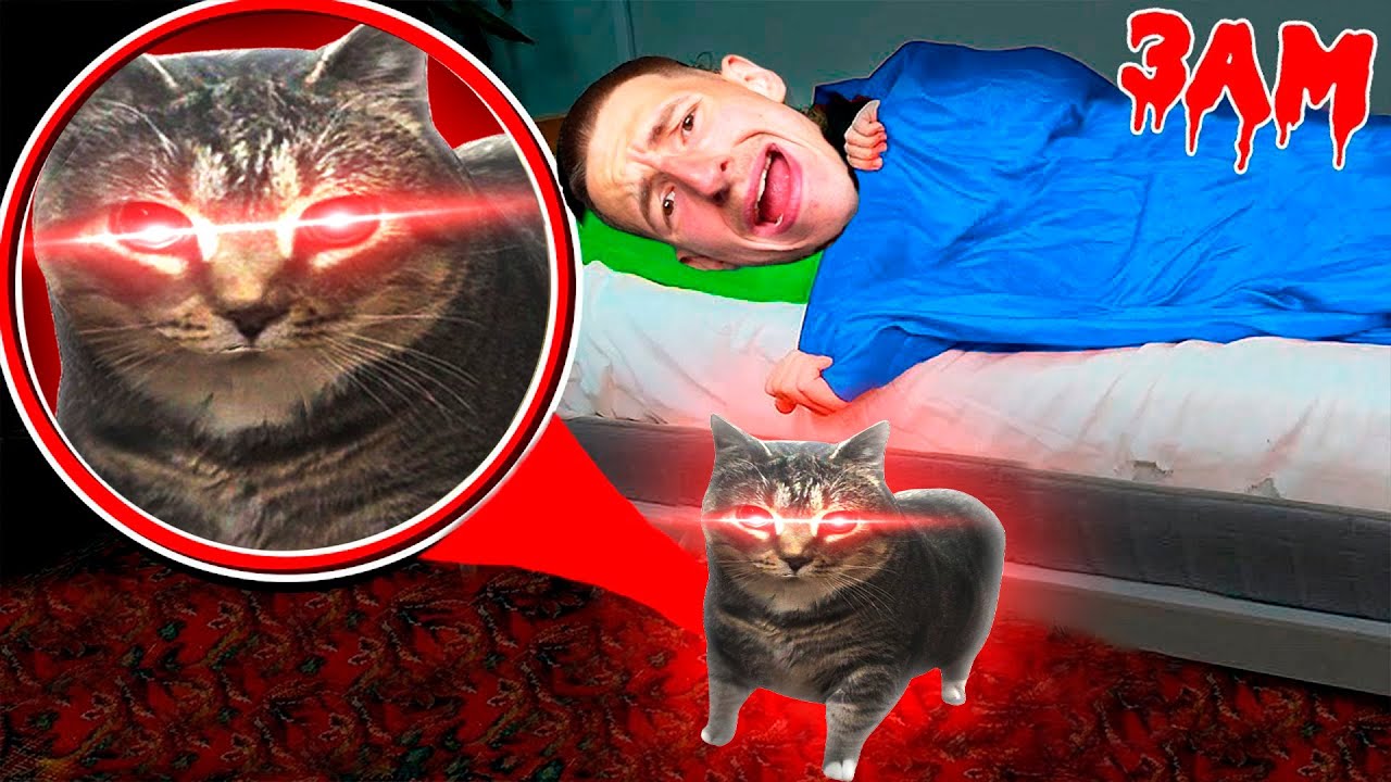 OIIA OIIA CAT S'INFILTRE DANS MA MAISON LA NUIT ! Il à hanté mon chat à 3h00 du matin !!