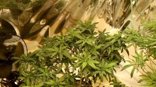 600 medical grow update