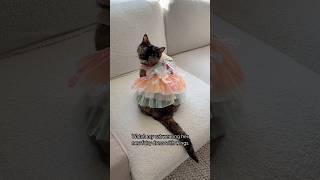 Here comes the fairy Cinnamon 🧚‍♀️