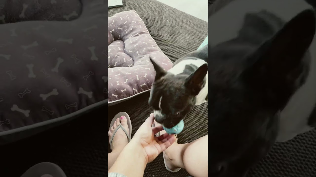 Never surrender #shorts