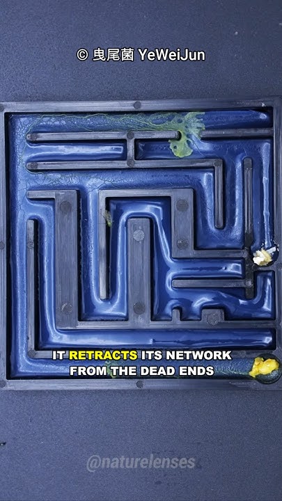 How Slime Mold Solves a Maze! - YouTube