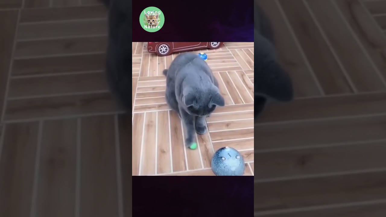 Meravigliosi Animali : Una Esilarante Avventura tra la Bellezza e il Divertimento puro ! 😍😍 # shorts