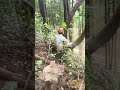 small trees that are needed be cautious #fellingatree
