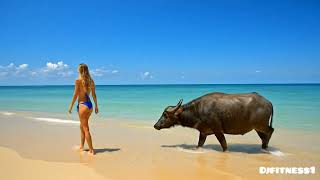 Bikini Model Walking On The Beach With Water Buffalo (djfitness1)