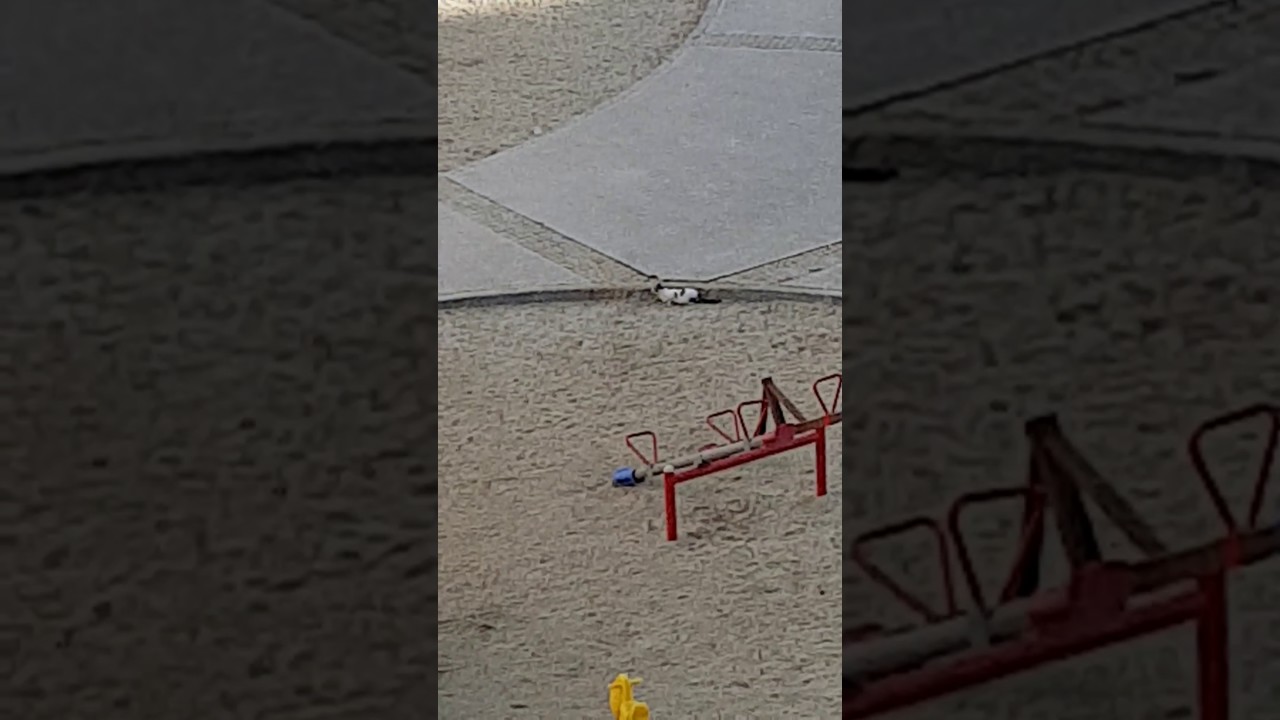 Kendini aslan sana kedi YouTube