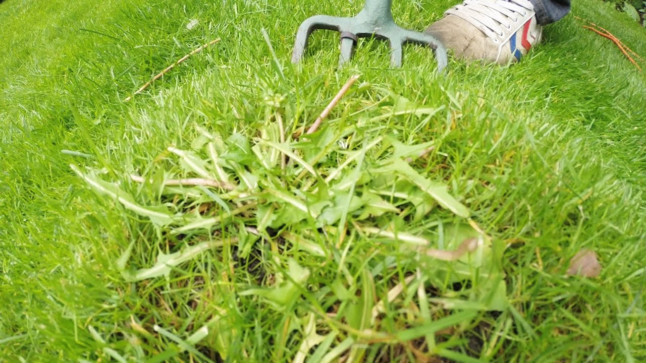 organic lawn weeding - dandelions - aerate lawn - 2 jobs in 1. - YouTube