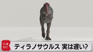 ティラノサウルス 人の歩きと同程度だった...? オランダの研究（2021年4月22日）
