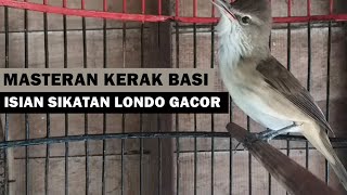 Suara kerak basi alis putih ( CIGROK ) gacor isian burung sikatan londo AMPUH buat masteran