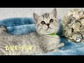 Simon  british shorthair black silver tabby kitten  lux paw cattery